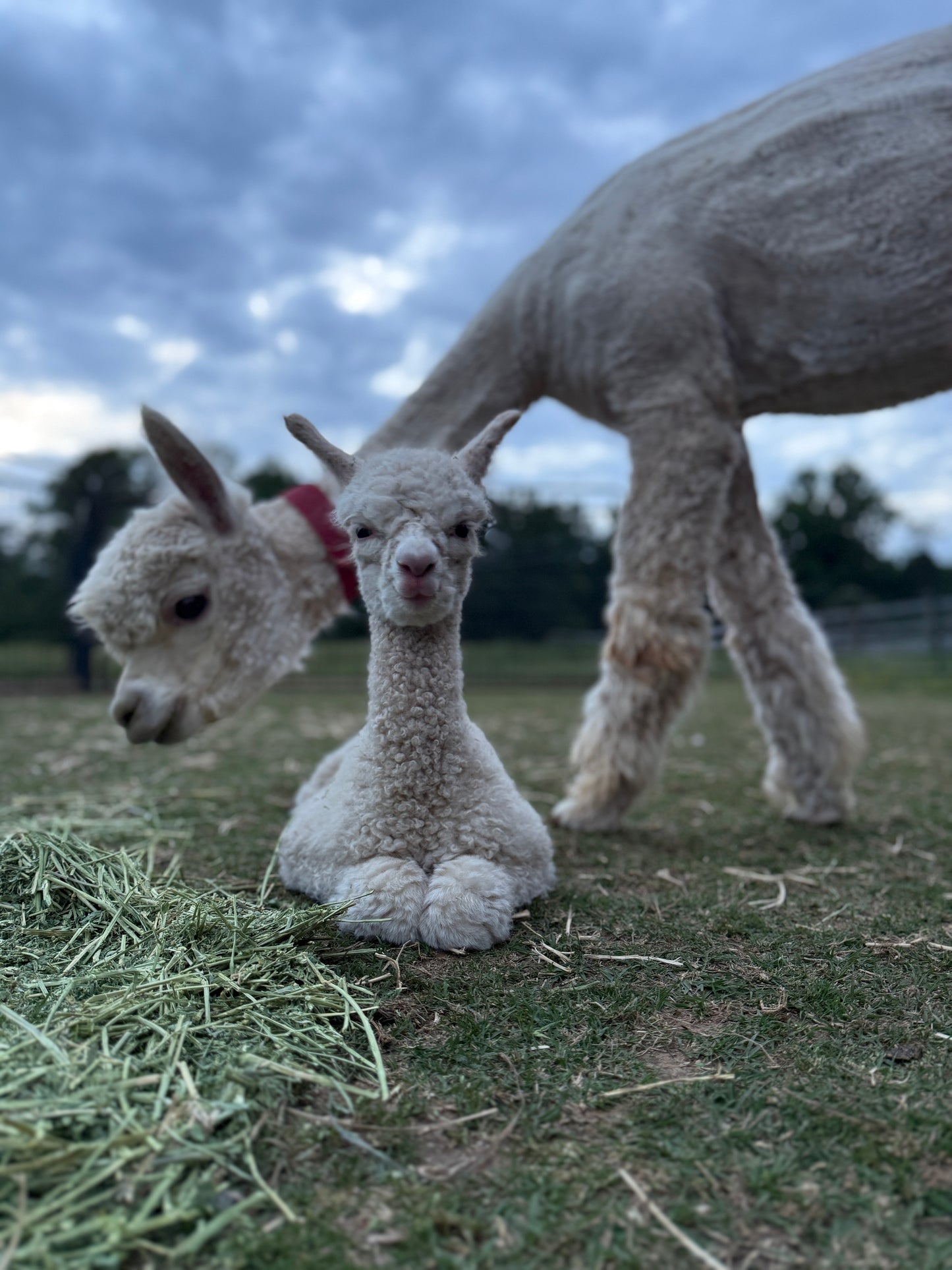 Alpaca Sponsorships