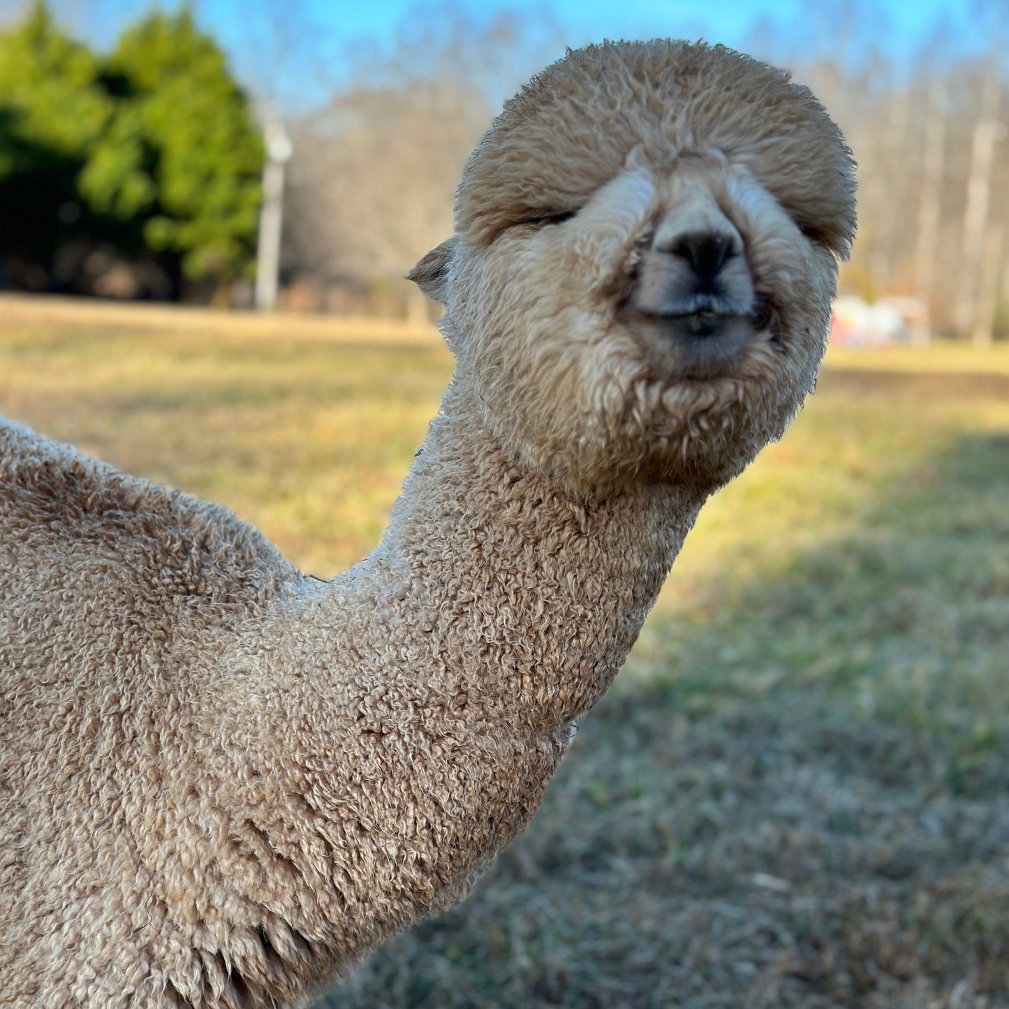 fluffy face alpaca