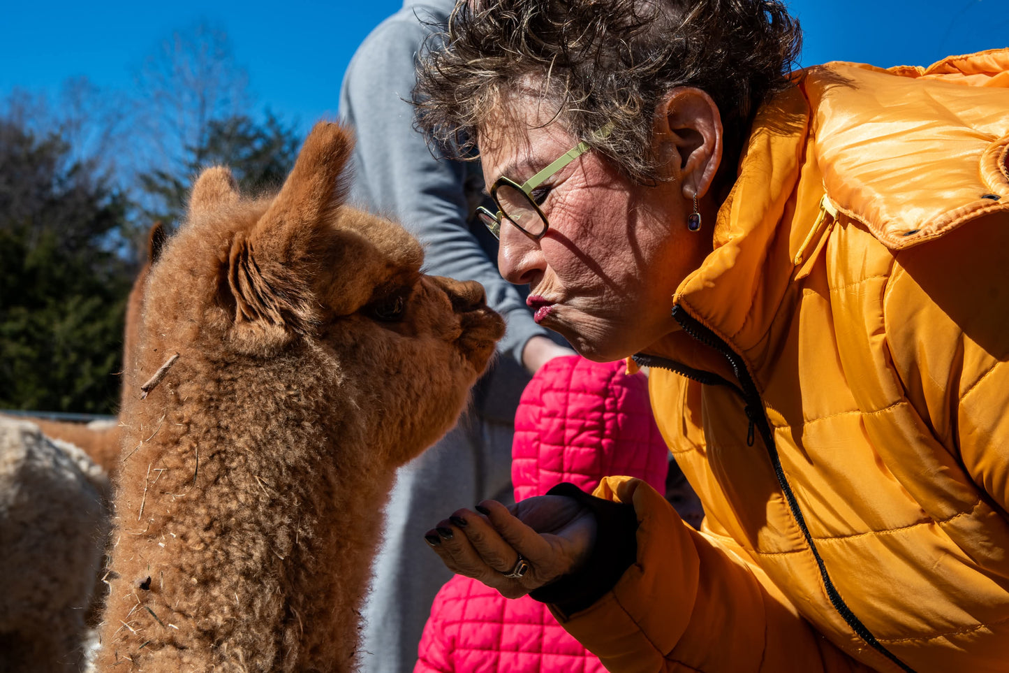 Alpaca Meet & Treat