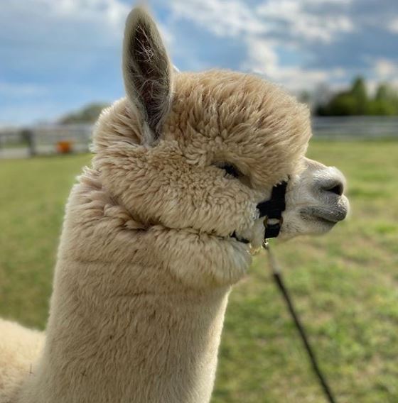 Alpacas For Sale – Good Karma Ranch