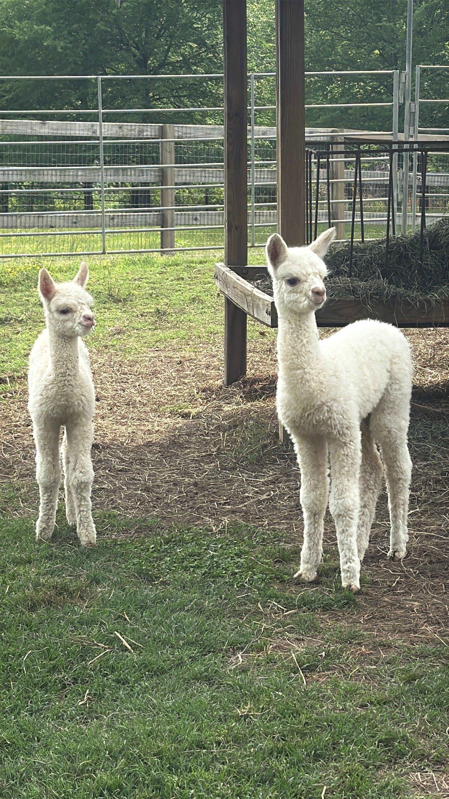 Alpaca Sponsorships