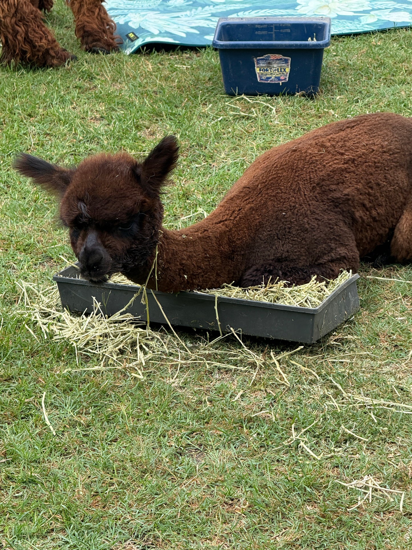 Alpaca Sponsorships