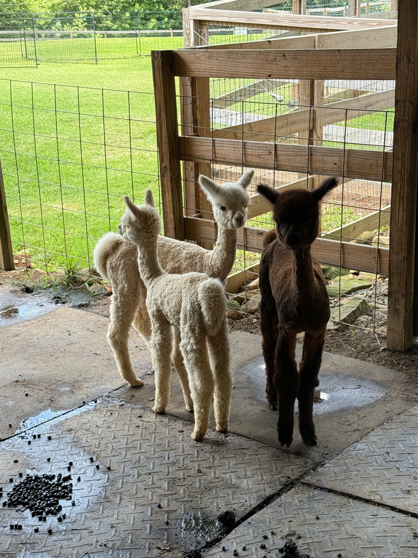 Alpaca Sponsorships