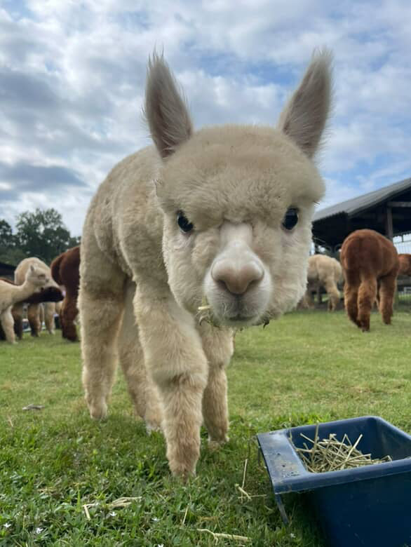 Alpaca Sponsorships