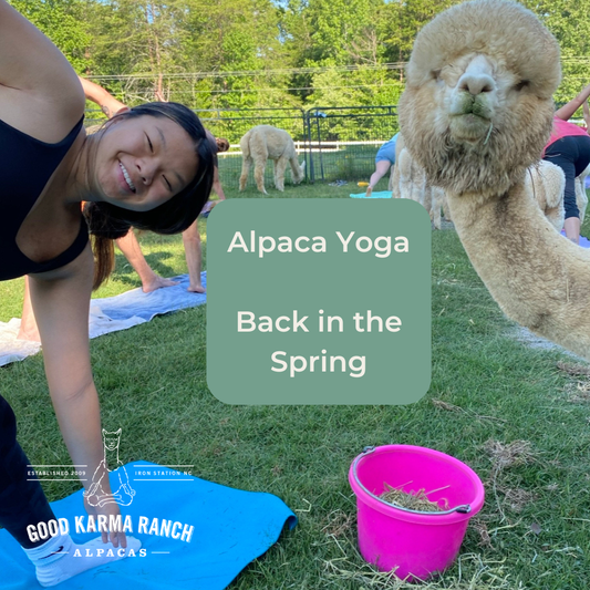 Alpaca Yoga at GKR