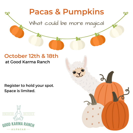 Pacas & Pumpkins