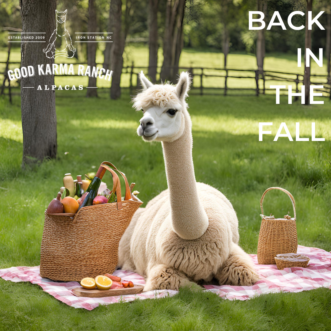 Alpaca Picnic in the Pasture