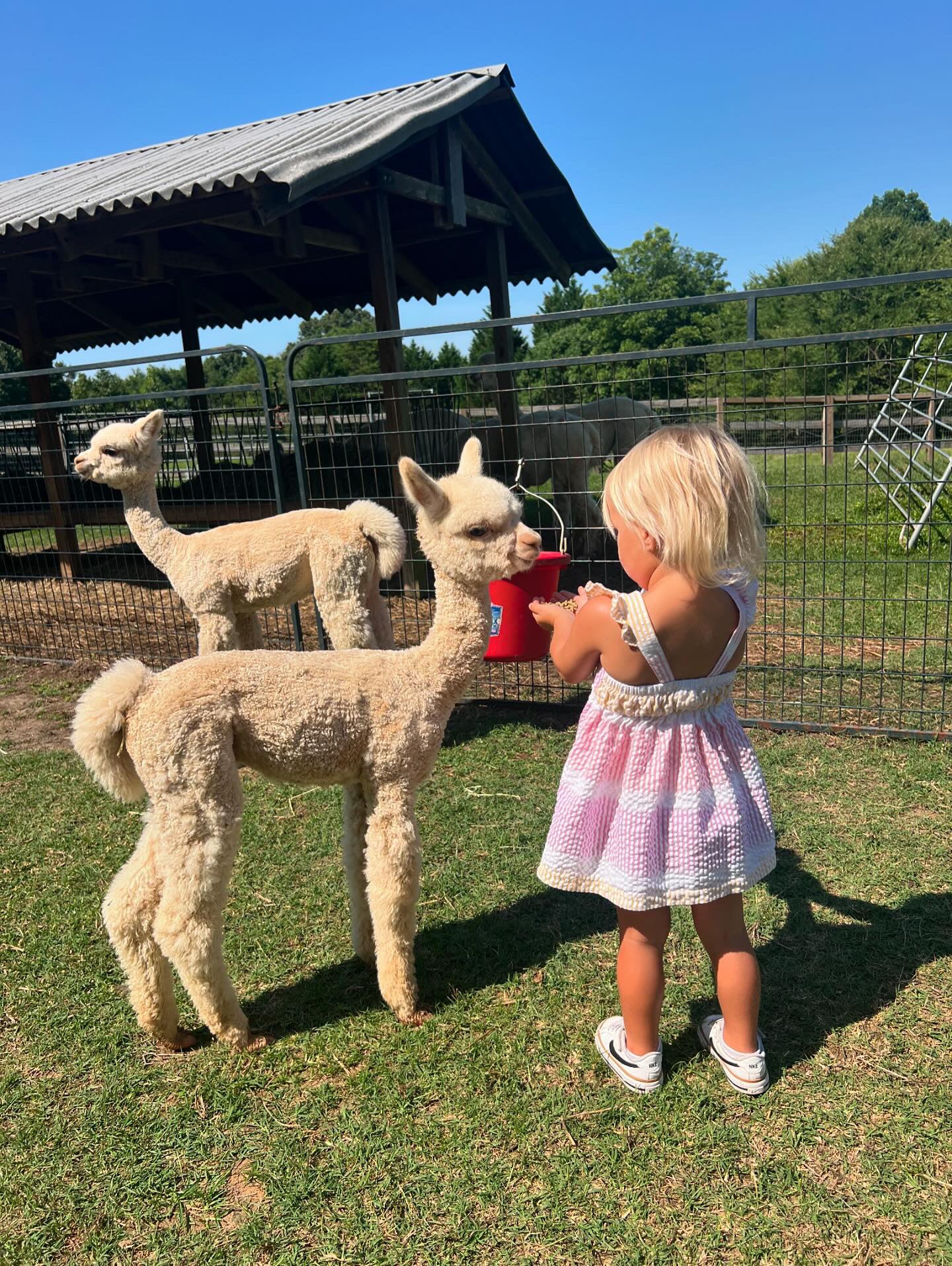 Alpaca Meet & Treat