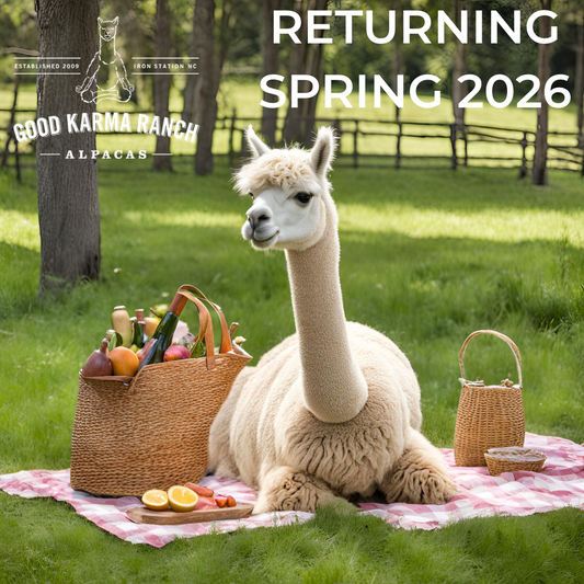Alpaca Picnic in the Pasture
