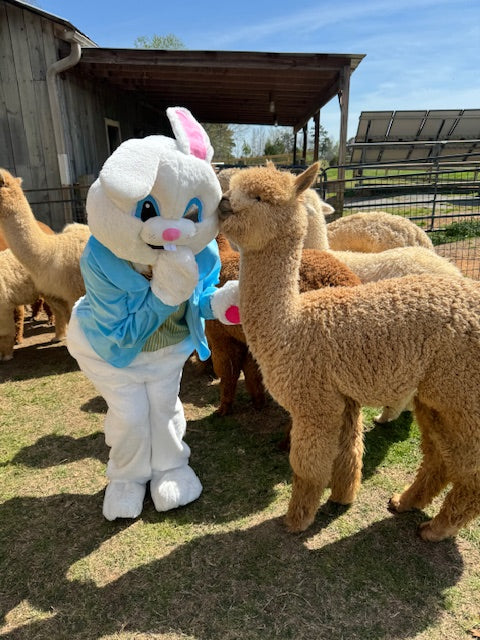 Easter Bunny & Alpacas