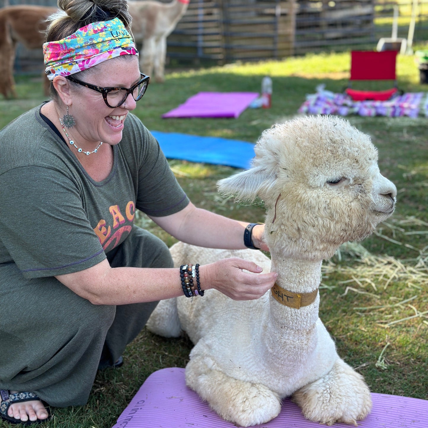 Alpaca Yoga at GKR