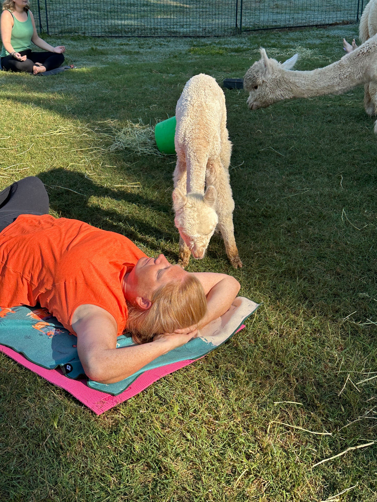 Alpaca Yoga at GKR