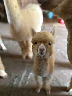 Alpaca Sponsorships