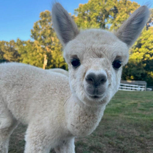 up close baby alpaca