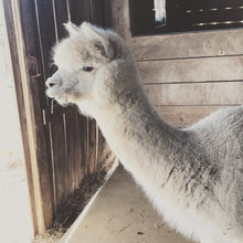 Load image into Gallery viewer, Alpaca Sponsorships
