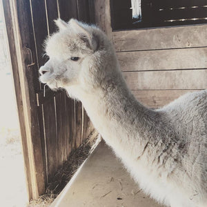 Alpaca Sponsorships