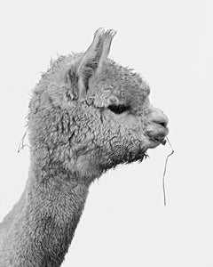 Fine Art Prints