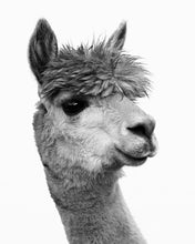 Load image into Gallery viewer, Fine Art Prints
