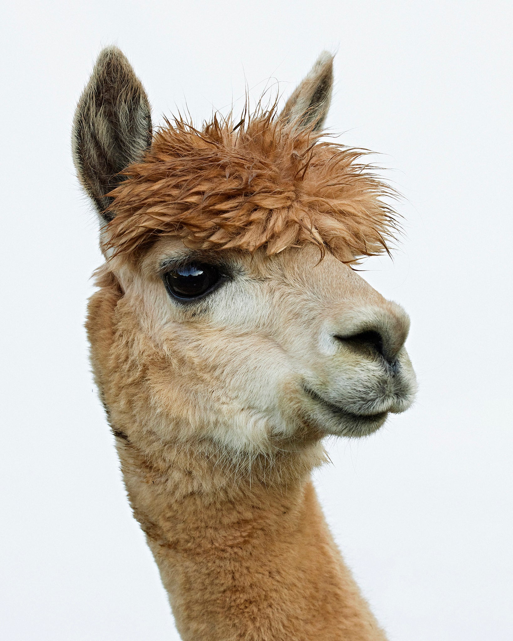 Common mistakes alpaca-owners make