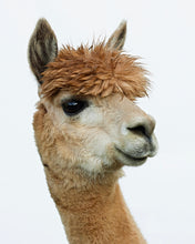 Load image into Gallery viewer, Alpaca Sponsorships
