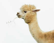 Load image into Gallery viewer, Good Karma Ranch Gift Card: For textiles or farm tour experiences
