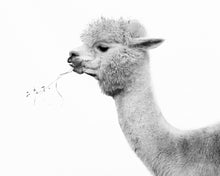 Load image into Gallery viewer, Fine Art Prints
