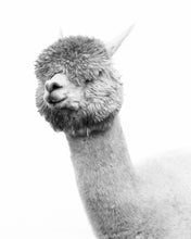 Load image into Gallery viewer, Fine Art Prints
