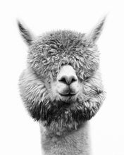 Load image into Gallery viewer, Fine Art Prints
