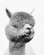 Load image into Gallery viewer, Fine Art Prints
