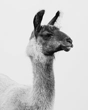 Load image into Gallery viewer, Fine Art Prints
