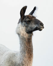 Load image into Gallery viewer, Fine Art Prints
