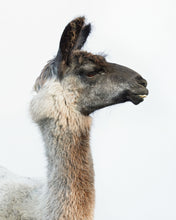 Load image into Gallery viewer, Fine Art Prints

