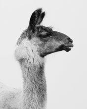 Load image into Gallery viewer, Fine Art Prints
