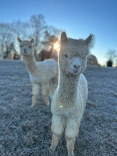 Load image into Gallery viewer, Alpaca Sponsorships
