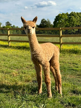 Load image into Gallery viewer, Alpaca Sponsorships
